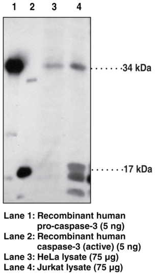 Anti-Caspase-3 (human)