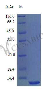 C-X-C motif chemokine 11 protein (Cxcl11) (Active), mouse, recombinant