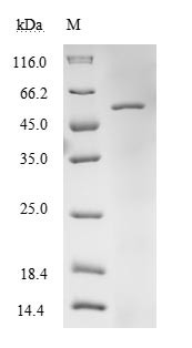 Elongation factor Tu, mitochondrial (TUFM), human, recombinant