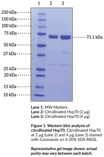 Citrullinated Hsp70 (human recombinant)