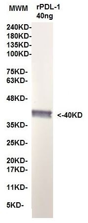 Anti-CD274 / PD-L1, clone 15G3