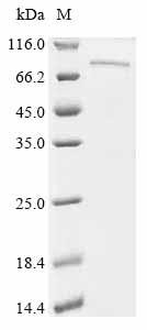 Protocadherin beta 7 (Pcdhb7), partial, mouse, recombinant