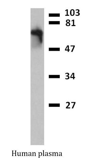 Anti-IgM, clone CH2 (Peroxidase)