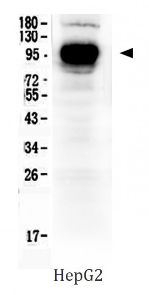 Anti-CD119 / IFN gamma R1