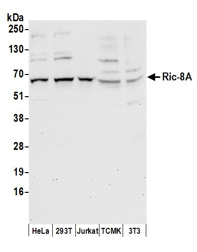 Anti-Ric-8A