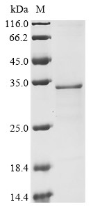 Accessory factor US11 (US11), human herpesvirus 1, recombinant