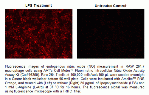 Cell Meter(TM) Fluorimetric Intracellular Nitric oxide (NO) Activity Assay Kit *Orange Fluorescence