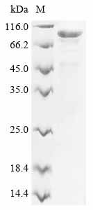 Mucin-7 (MUC7), human, recombinant