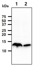 Anti-Cystatin A, clone 1B12