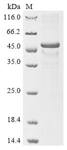 Cytokine receptor-like factor 1 (CRLF1), human, recombinant