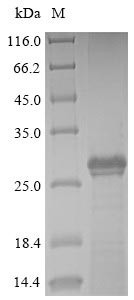 BPI fold-containing family A member 2 (BPIFA2), human, recombinant
