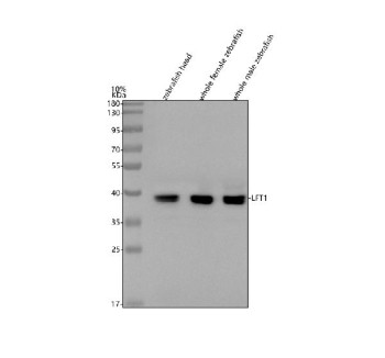 Anti-Zebrafish Lft1 / Lefty | Left-right determination factor