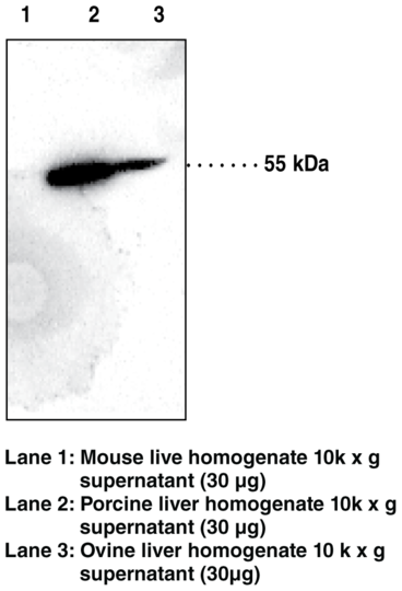 Anti-Thromboxane B2 11-dehydrogenase Antiserum