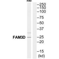 Anti-FAM3D