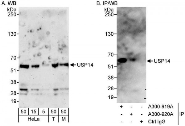 Anti-USP14