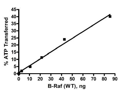 BRAF (b-RAF), human recombinant protein (N-terminal GST tag)