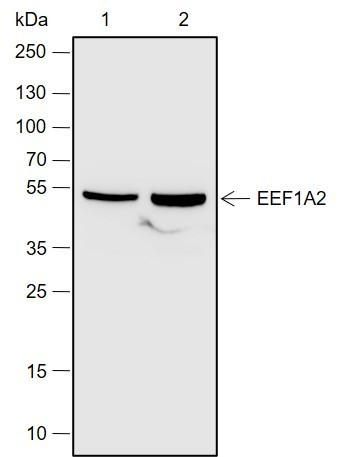 Anti-Recombinant eEF1A2, clone A695