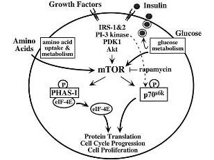 Anti-mTOR (mTAb1, Mammalian Target of Rapamycin, FRAP, RAFT)