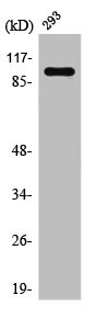 Anti-RAB3GAP1