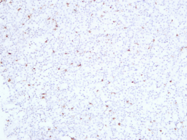 Anti-CD3e