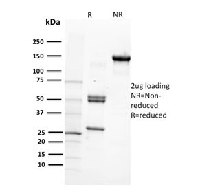 Anti-Integrin beta 1 / ITGB1 / CD29, clone 12G10