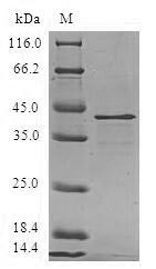 Ragulator complex protein LAMTOR3 (LAMTOR3), human, recombinant