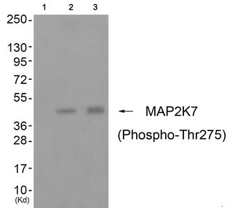Anti-Phospho-MAP2K7 (Thr275)