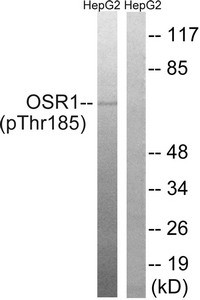 Anti-Phospho-OXSR1 (Thr185)