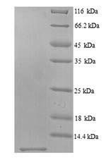 Scrapie-responsive protein 1 (Scrg1), mouse, recombinant