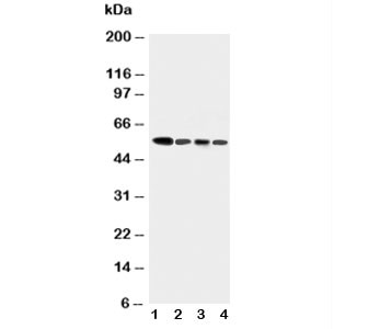 Anti-Caspase-10