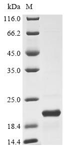 Axin-2 (AXIN2), partial, human, recombinant