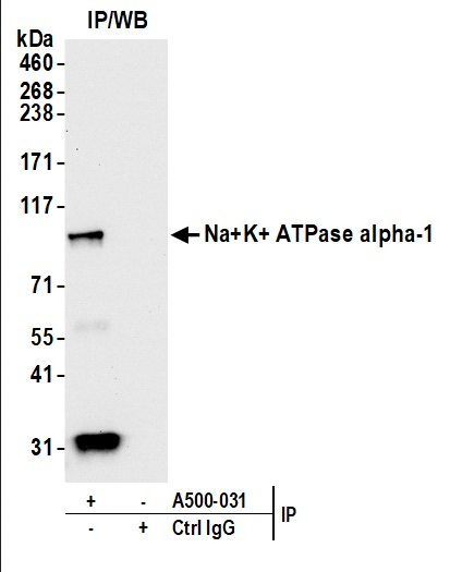 Anti-Sodium Potassium ATPase alpha-1 Monoclonal
