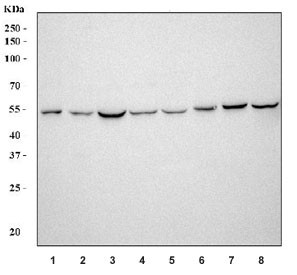 Anti-Aromatase / CYP19A1
