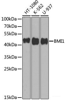 Anti-BMI1