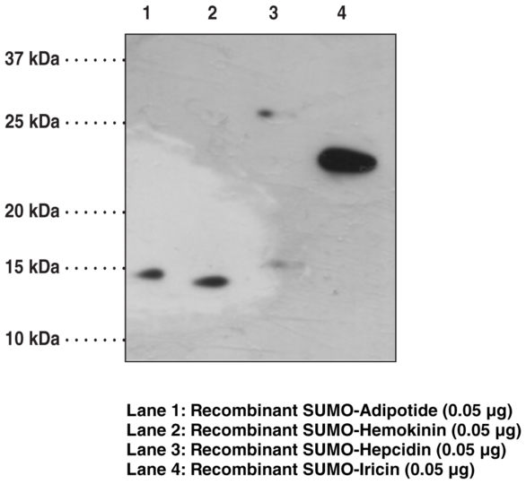 Anti-SUMO Monoclonal Antibody (Clone 3B5)