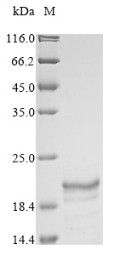 Envelope glycoprotein (GP), partial, Sudan ebolavirus, recombinant