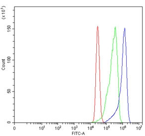 Anti-CBS / Cystathionine Beta Synthase, clone 5B5D7