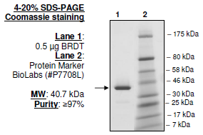 BRDT (22-138), GST-tag, human recombinant protein