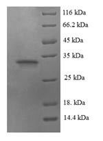 Envelope glycoprotein G (gG), partial, human herpesvirus 1, recombinant