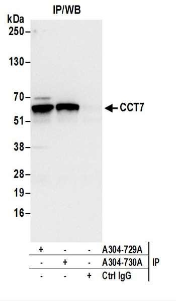 Anti-CCT7