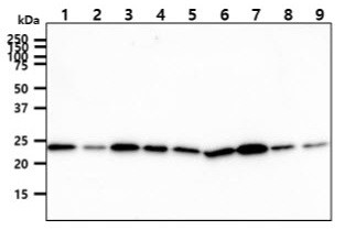 Anti-CINP, clone 1G10