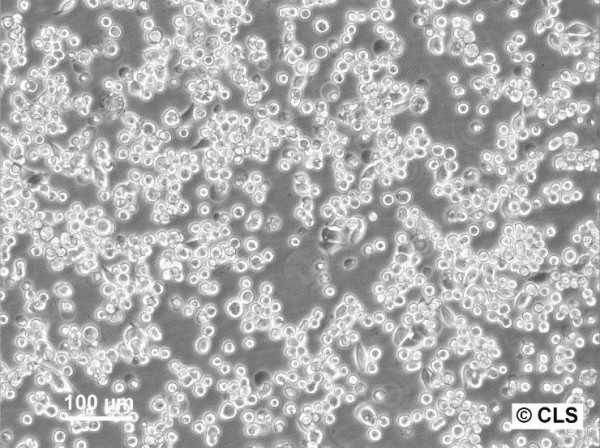 KATO-III Cells