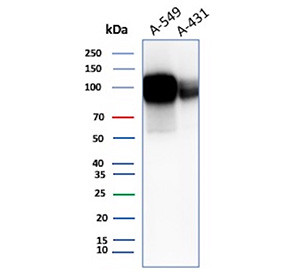 Anti-ALCAM / CD166, clone rMOG/07