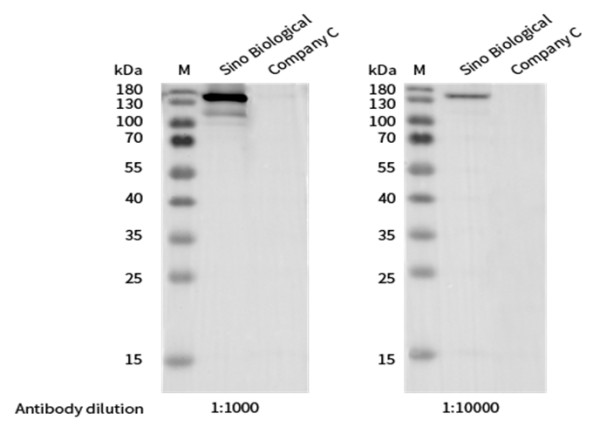 Anti-Phospho-PLCgamma1 (Tyr783) Monoclonal Recombinant Antibody
