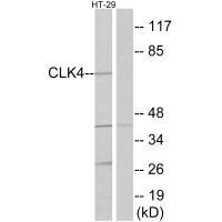 Anti-CLK4