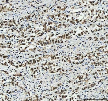 Anti-PC4 / Positive cofactor 4 / SUB1, clone 8D9D1