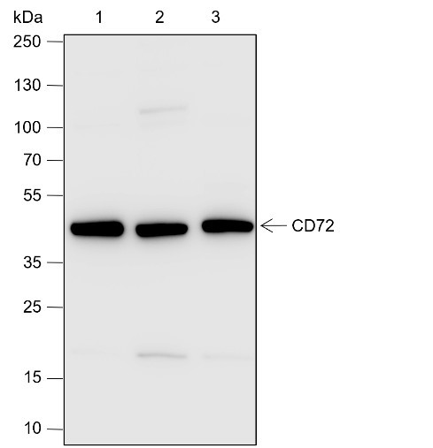 Anti-Recombinant CD72, clone A630