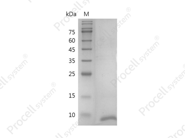Heregulin-beta1, Human, Recombinant