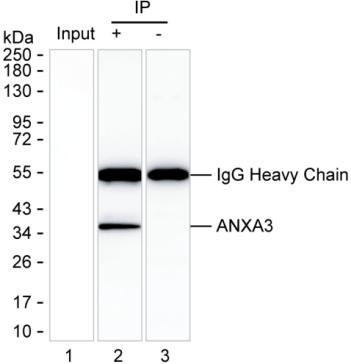 Anti-ANXA3