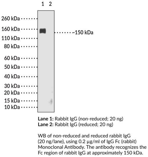 Anti-IgG Fc (rabbit) Monoclonal Antibody (Clone RMG02)